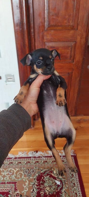 Miniatür pinçer, 2 ay lalafo.az -da Miniatür pinçer, 2 ay