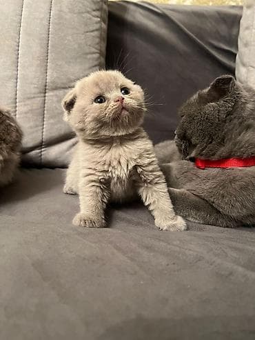 Digər heyvanlar: Şotland yastı qulaq, Erkək, Dişi, Yaxşı əllərə — 3