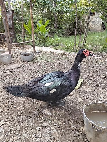 Musk ördəkləri (Muscovy) – qəhvəyi-ağ ləkəli rəngdə, geniş həyət və — 5