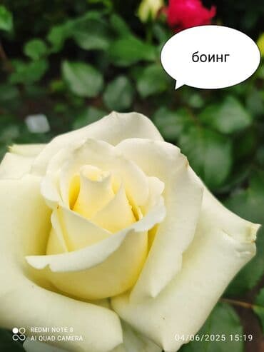 çiyələk şitili: Məhsul: Gül kolları – müxtəlif növ güllər Təsvir: - Seçmə dekorativ — 14