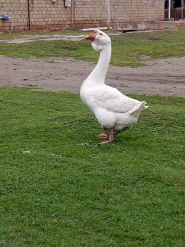 Lexus: Martda 2 yaşı olacaq əla bala verib dişisi yoxdur deyə satıram tam m — 2