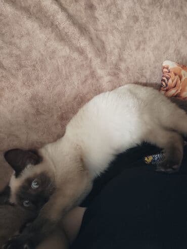 pişiklər: Siam, Dişi, Ünvandan götürmə — 2