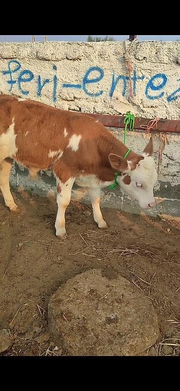 smental buzov: Simental cinsli dana - Rəng: qırmızı-ağ alaca, ağız-burun və baş ağ — 5