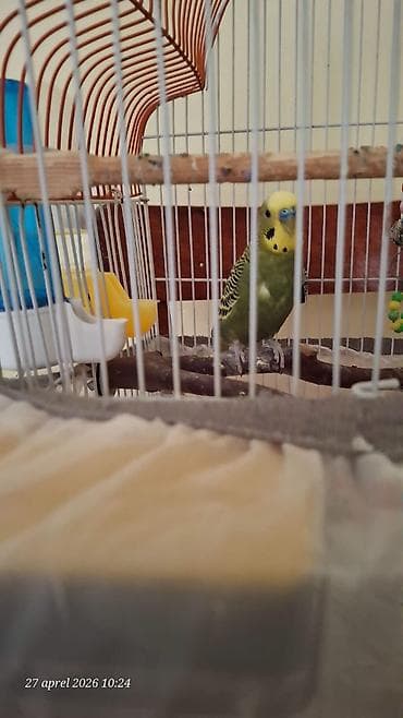 quş üçün qəfəs: Erkek tutuqusu ( 20 manata alınıb magazadan)+bir böyük qəfes bir — 9