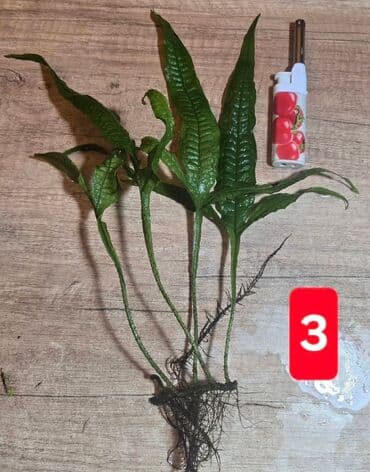 hemise yasil bitkiler: Fork Leaf Java Fern. Haçayarpaq Poporotnik. 4 ədədi 10AZN. Tək-tək 2-3 — 5