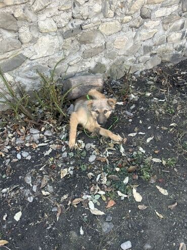 İtlər: 3 ay, Erkek — 9