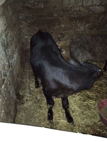 ZAZ: Satlıq buzovlar 3 Erkey 1 dişidi cins buzovlardı heyvan çoxdu baxa — 7