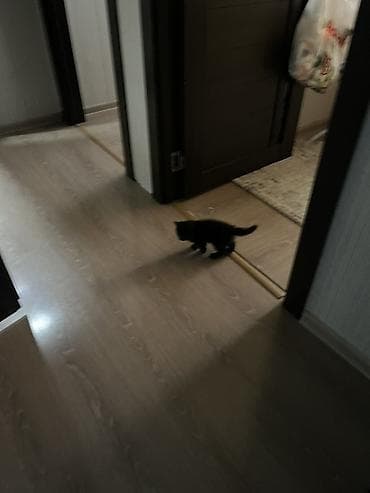 Dişi, Yaxşı əllərə, Ünvandan götürmə, Ödənişli çatdırılma