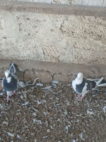 ev itleri balaca: Kəvəndilər təzə tüleydədilər öz quşlarımın balasıdı uçurtmamışam — 4