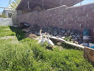 cins at: Məhsul: Ağ qazlar (təxmini 4 baş, narıncı dimdik və pəncəli) Təsvir — 2