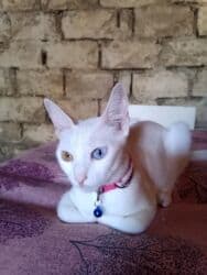 pişik tualet: Erkək, Dişi, Yaxşı əllərə, Ödənişli çatdırılma — 11