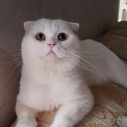 pişiklər bala: Şotland, Erkək, Cütləşmə üçün, Ödənişli çatdırılma — 10