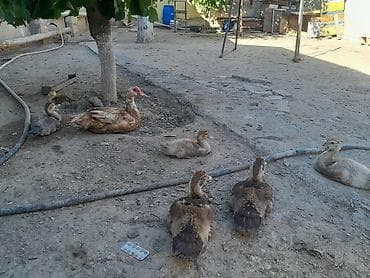Krasnadar ördəklər başqa sözlə desək qırmızı öküz və kül rəngli lalafo.az -da Krasnadar ördəklər başqa sözlə desək qırmızı öküz və kül rəngli