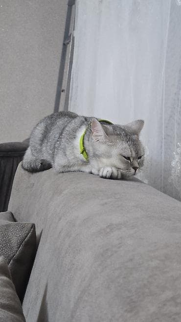 ev pişikləri: Britan, Yaxşı əllərə — 3