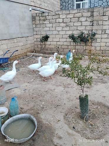 ev sicani: Linda qazlari 7ayliq iri sortdu — 3