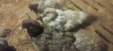 baliq tutmaq ucun yem: 3 aylıq lal ördəklər.Qiymətlər ölçülərinə görə dəyişir.Qarğıdalı — 5