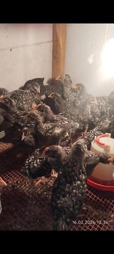 Другие с/х животные: Куриные цыплята, Для разведения, Платная доставка — 3