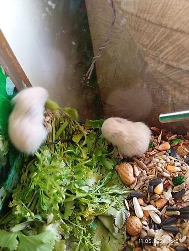 hamster satisi: Suriyalı (Suriya) hamster balaları Məhsul təsviri: - Növ: Suriyalı — 7