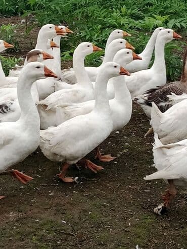 Erkək, Ətlik, Ödənişli çatdırılma