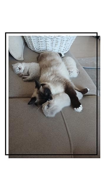 top az itler: Ragdoll cinsli balaca pişiklər - Cins: Ragdoll (sakit, mehriban və — 6