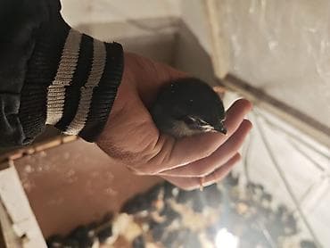 australorp: Toyuq cücələri, Ətlik — 3