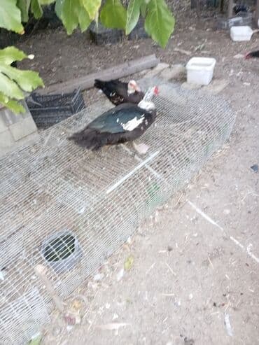 Gəmiricilər: Ördəklər — 1