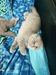 pişik cutleşdirme: Şotland, Dişi, Yaxşı əllərə, Ünvandan götürmə — 2