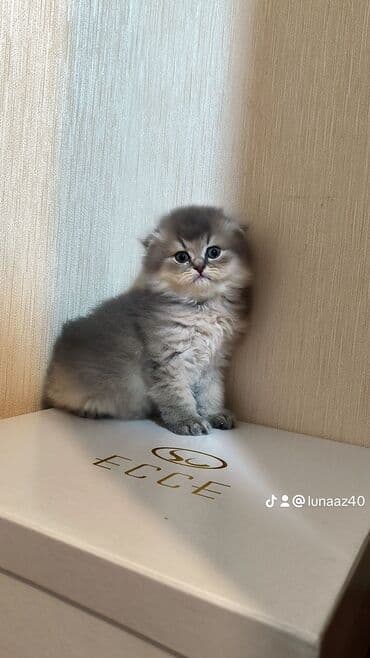 взять бесплатно котёнка: Самец — 3