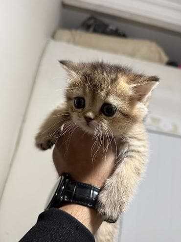 pişik cutleşdirme: Şinşilla — 9