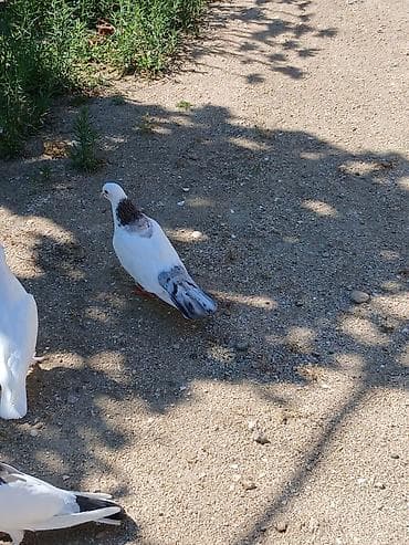 goyercinlər: Əbrəş boynu güllü göyərçin satıram erkeyə oxşuyur dünən tutmuşam erkey — 1