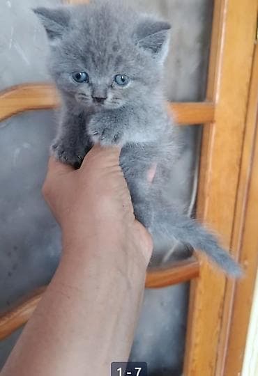 top 3 ev heyvanları: Britan — 4