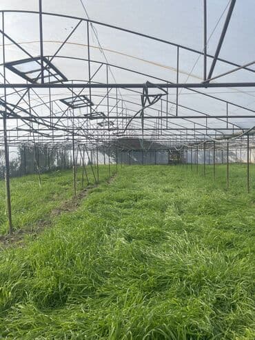 moyka arendaya verilir 2023: İstixana satılır 12 sotdur — 2