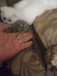 erkek pişik: Britan 40 günlūk şirin oynagan erkek bala — 5