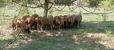 cins ineyler: Satılır: qrup halında qoyunlar - Növ: yerli cins qarışığı, qısa — 1