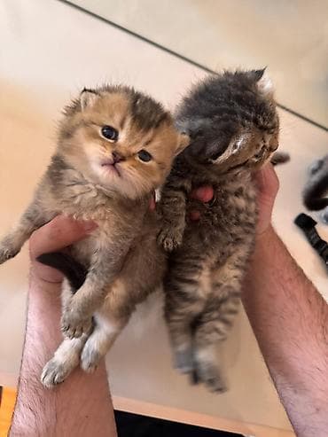 Balaca pişik balaları - Cinsə bənzər xüsusiyyətlər: qısa, yumşaq və