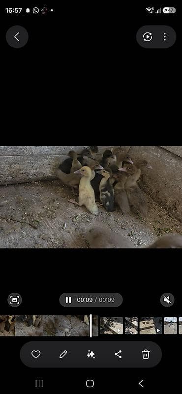 bala kirpi: Ördək balaları 1 aylq 1heftelik. Balaların arasında qara, sarı və — 2