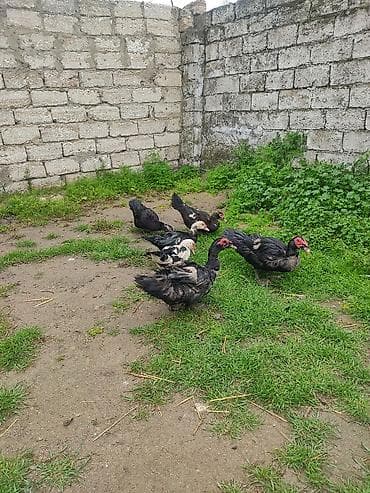 ordey balalari: 4disi 17 manat biri iki Erkey zumurut Macar Erkey 40real alıcıya — 2