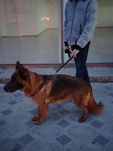 coban: Alman çoban iti, 2 il, Dişi, Peyvəndli, Pulsuz çatdırılma — 1