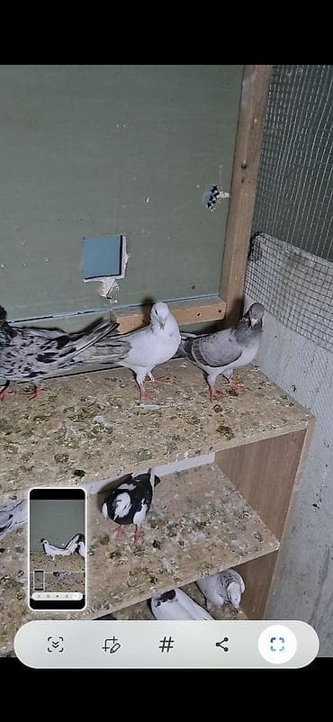 arpa bugda satisi: Salam olsun hər kəsə 6dənə tutulma heyvanlardı 6sı 70 manat ünvan bakı — 6