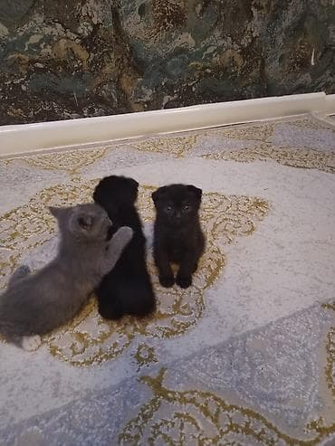 qara pişik: Şotland yastı qulaq — 6