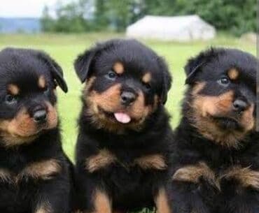 dovsan sekilleri: Rotveyler — 3