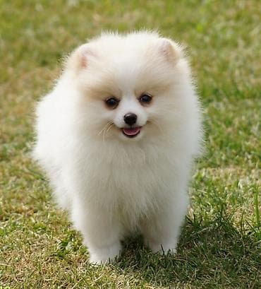 İtlər: Şpitz, 1 il, Erkek, Ünvandan götürmə — 1