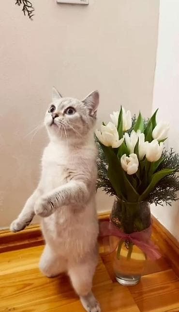 gencede heyvanlar: Britan, Erkək, Dişi, Ünvandan götürmə — 2