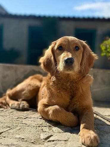 Животные: Golden Retriever 1 yasinda - Cins: Golden Retriever - Rəng: qızılı - — 1