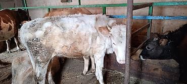 Телята: Satılır: 3-ü biryerdə, 2 si 3,4aya buğaya duracağ, digəri 1 illik — 1