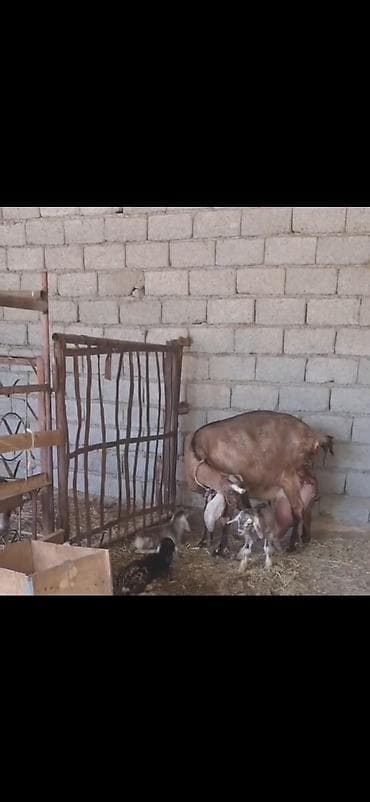 keçi satan: Alpin kecisi 4 lt sud verir 3 balasi var 28 I bu gun dogub cox saglam — 5