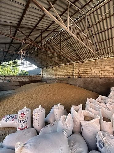 Arpa – qarışıq yemlik/çör-dənlik 50 ton arpa satılır çatdırılma lalafo.az -da Arpa – qarışıq yemlik/çör-dənlik 50 ton arpa satılır çatdırılma