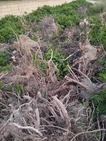 купить пластиковый бак для воды: Gilas fındıq kökləri kömürçün yarıyır — 5