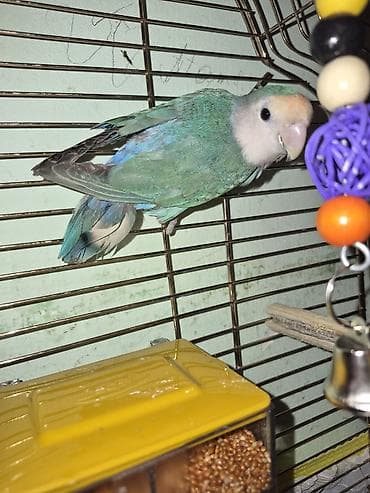 Məhsul: Ev quşu – kiçik ölçülü, qəfəsdə saxlanan, yaşıl-mavi çalarları