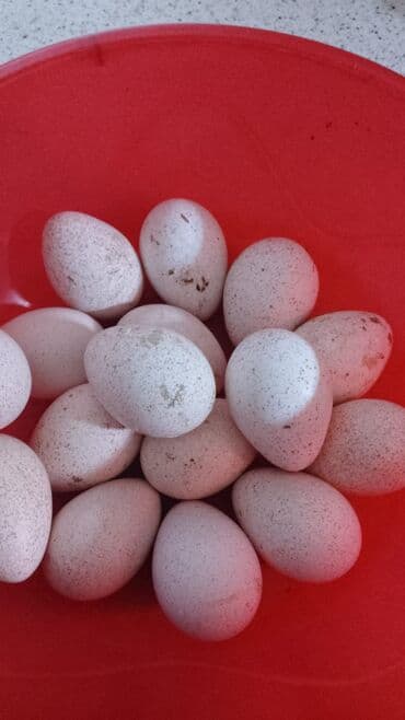 Hinduşka yumurtaları Satılır.Gümüşü/boz rəngli dişi hinduşkalar və lalafo.az -da Hinduşka yumurtaları Satılır.Gümüşü/boz rəngli dişi hinduşkalar və